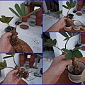 13墨西哥鐵樹~第2棵種在小盆器中.jpg