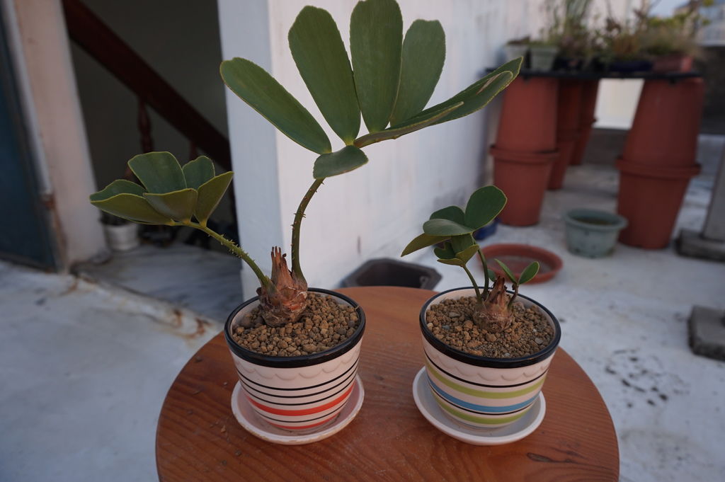 14墨西哥鐵樹種在小盆器中也很好看.JPG