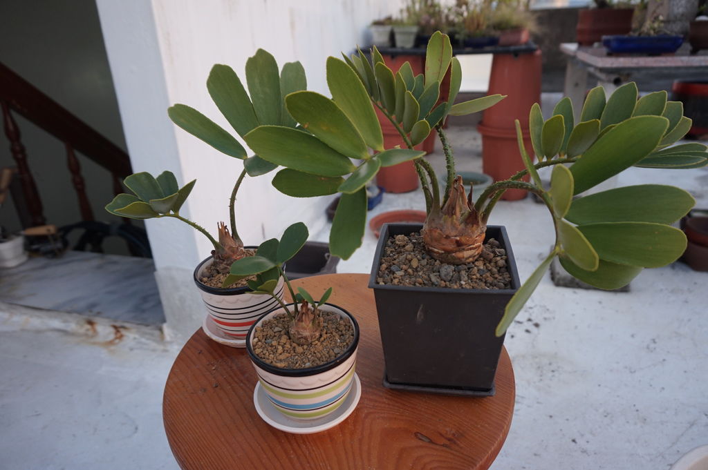 15墨西哥鐵樹一盆變3盆(20161016拍攝).JPG