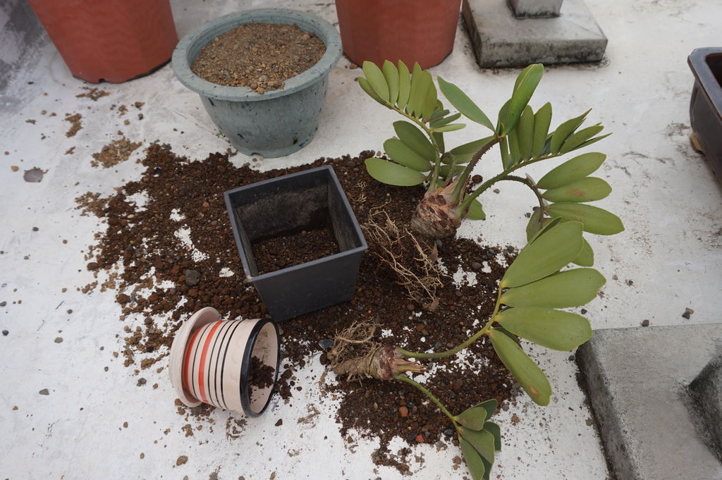 16墨西哥鐵樹一場怪風來襲全部被吹落地上(20161022拍攝).JPG 16墨西哥鐵樹一場怪風來襲全部被吹落地上(20161022拍攝).JPG