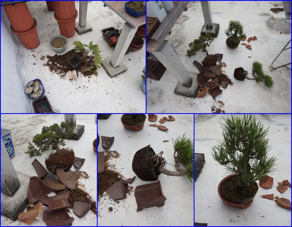 17一場怪風來襲頂樓盆栽被吹落破了不少盆.jpg 17一場怪風來襲頂樓盆栽被吹落破了不少盆.jpg