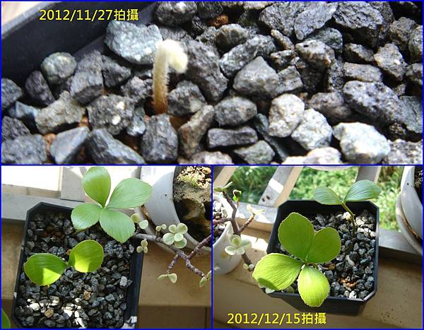 03墨西哥鐵樹~種子發芽及展葉過程.jpg