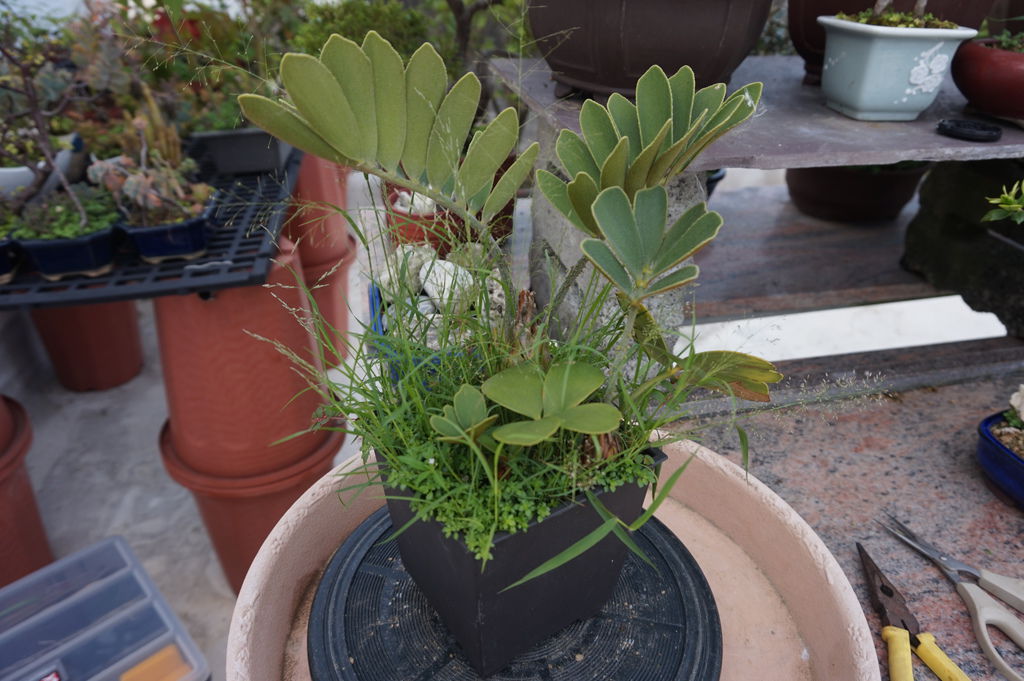 06野放到頂樓的墨西哥鐵樹過了3年半的樣子(20160514拍攝).JPG 06野放到頂樓的墨西哥鐵樹過了3年半的樣子(20160514拍攝).JPG