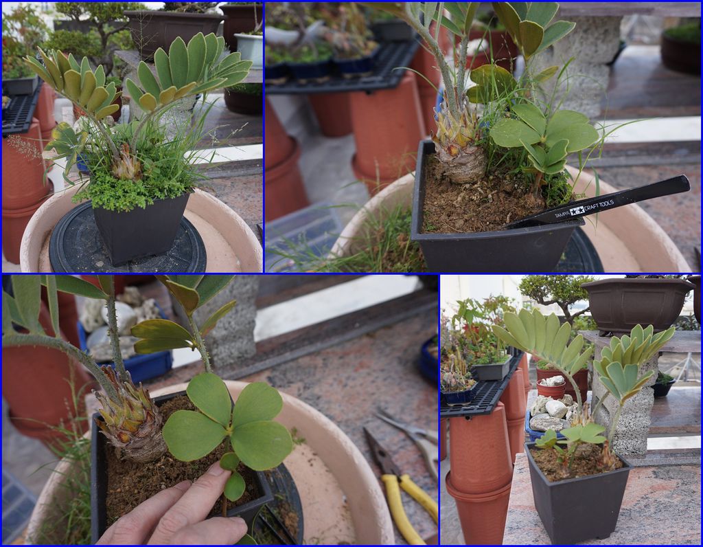 07墨西哥鐵樹盆栽拔雜草過程(20160514拍攝).JPG