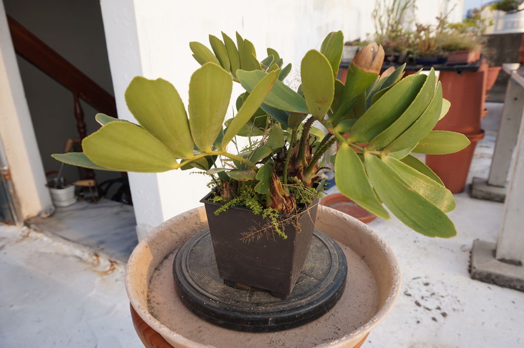 09小塑膠盆無法容納3棵合種的墨西哥鐵樹(20161016拍攝).JPG 09小塑膠盆無法容納3棵合種的墨西哥鐵樹(20161016拍攝).JPG