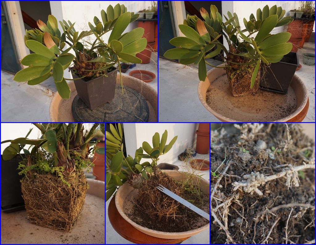 10墨西哥鐵樹移盆從舊盆中取出及整理根部.jpg