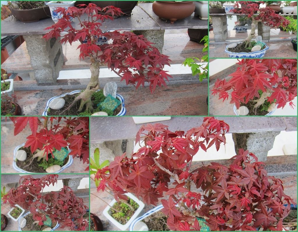 19日本紅楓葉子剛長出來全是紅色的(20130908拍攝).jpg