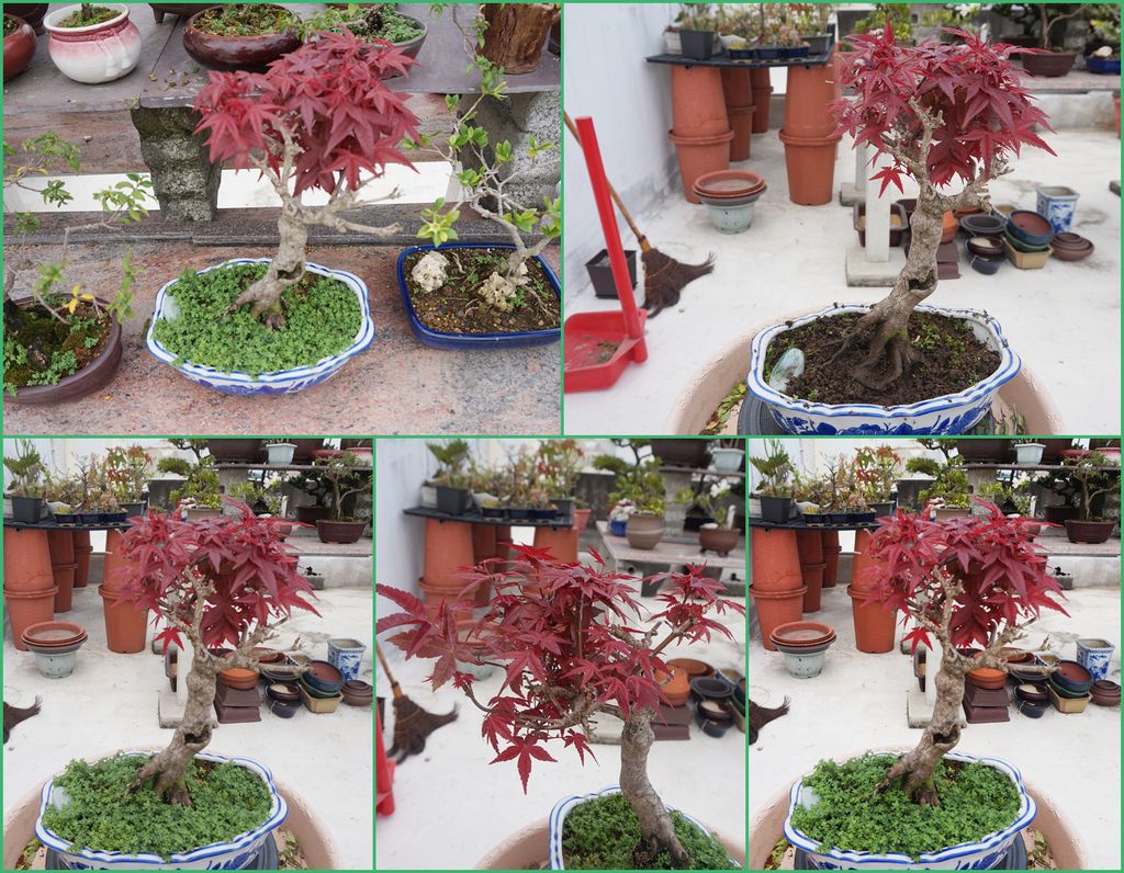 22日本紅楓盆栽除草及小修剪(20160502拍攝).jpg