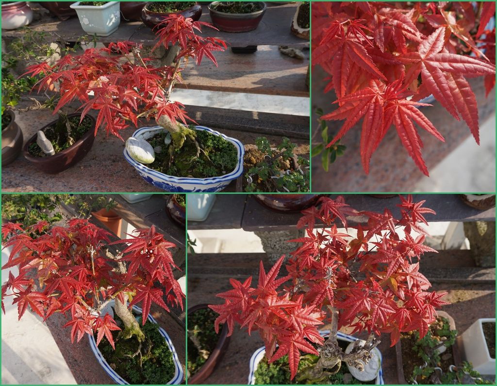 23忍不住再欣賞一次日本紅楓.jpg 23忍不住再欣賞一次日本紅楓.jpg