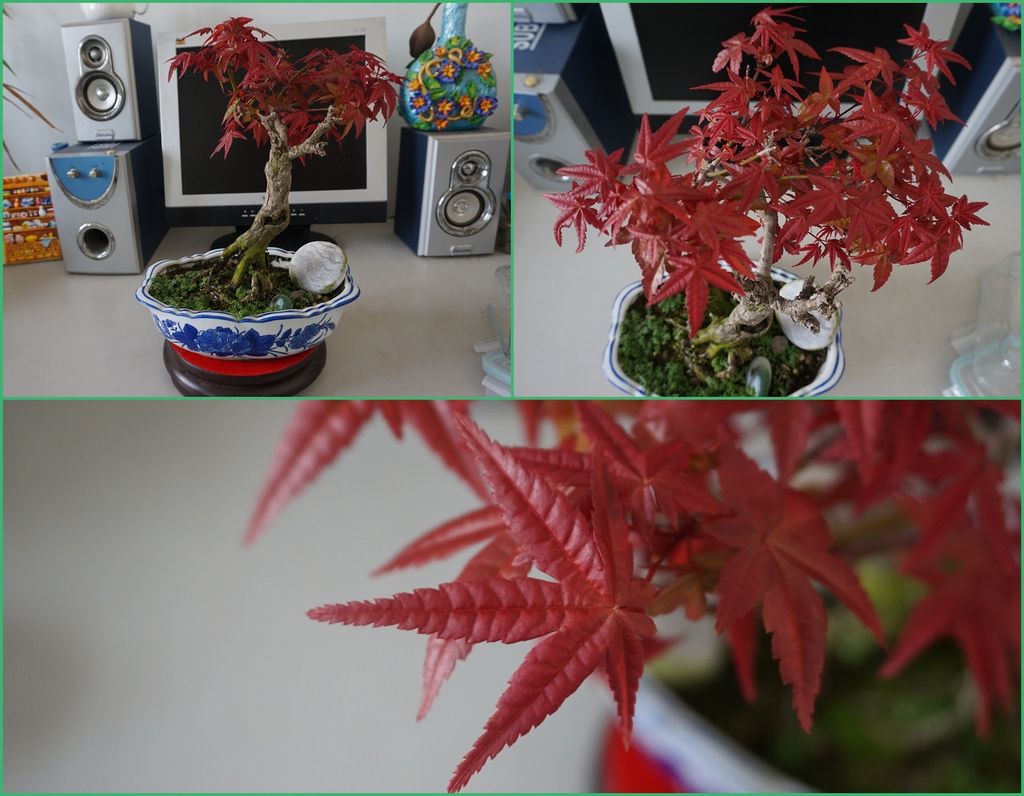 02紅通通的楓葉日本紅楓小盆栽(20161211拍攝).jpg 02紅通通的楓葉日本紅楓小盆栽(20161211拍攝).jpg