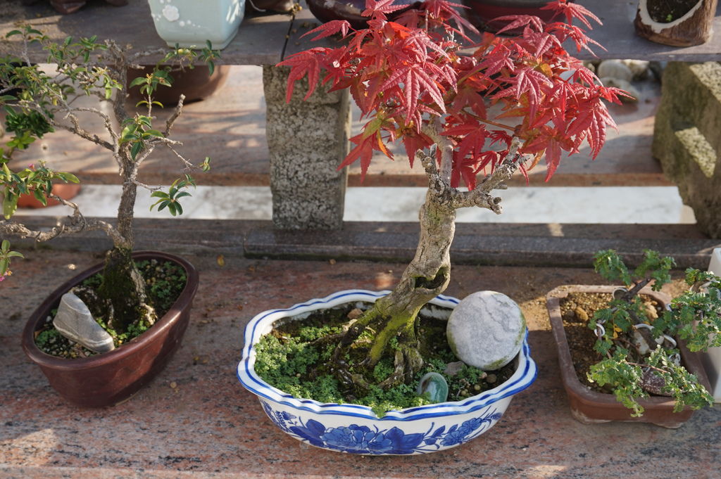 04種植5年多的日本紅楓(出猩猩)小盆栽(2011年10月購入培育至今2016年12月).JPG