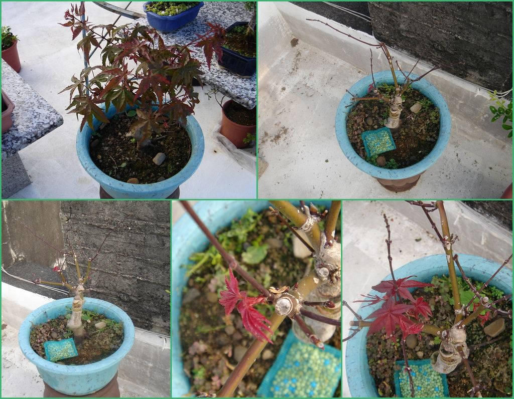 06剛買回來不久的紅楓第一次修剪葉子(20120412拍攝).jpg 06剛買回來不久的紅楓第一次修剪葉子(20120412拍攝).jpg