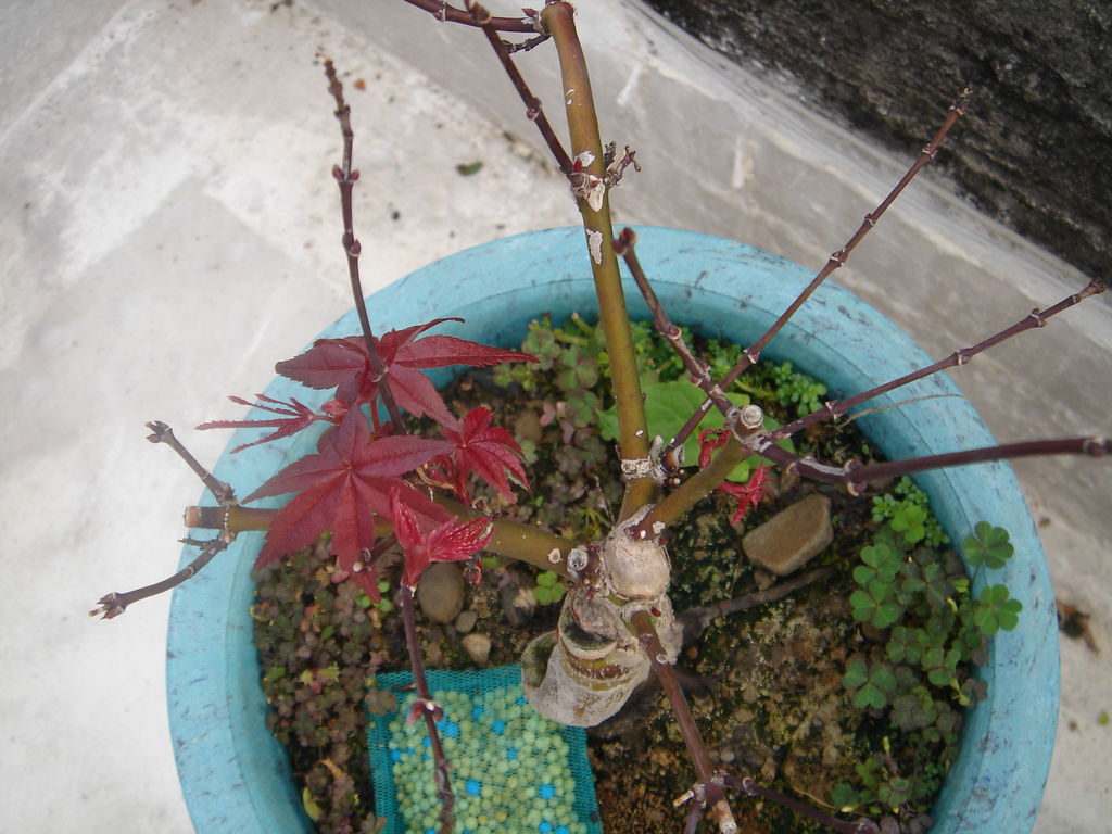 07紅楓小嫩葉修剪後又長出新葉.JPG 07紅楓小嫩葉修剪後又長出新葉.JPG