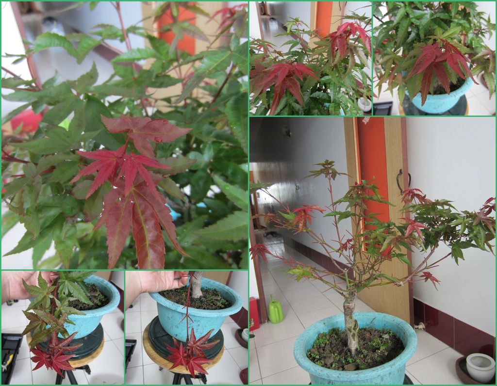 09日本紅楓修剪及整枝(20120610拍攝).jpg 09日本紅楓修剪及整枝(20120610拍攝).jpg