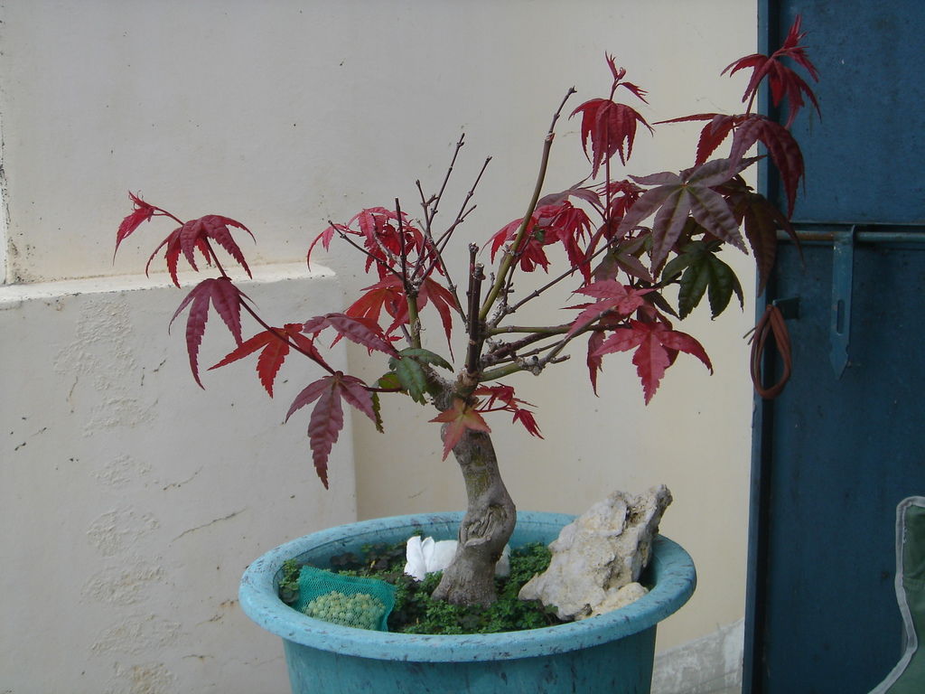 11日本紅楓愈來愈像小盆栽.JPG