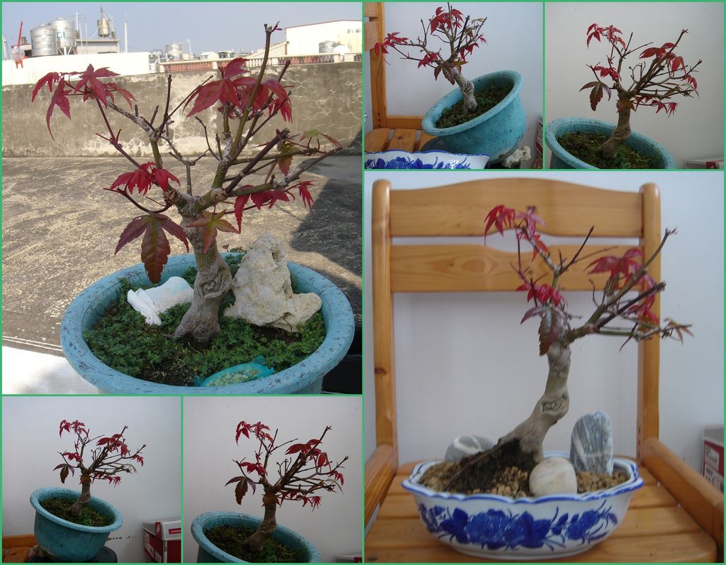 12日本紅楓上盆過程先找角度及上盆後的樣子(20130309拍攝).jpg