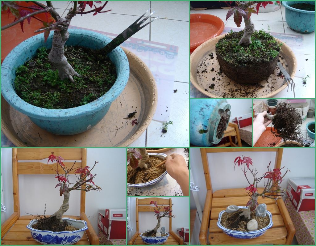 13日本紅楓換盆過程(20130309拍攝).jpg 13日本紅楓換盆過程(20130309拍攝).jpg