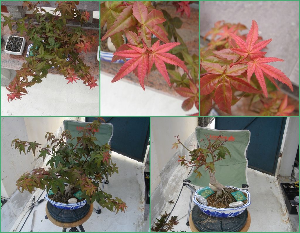 16楓葉紅綠葉一整盆又再度修剪(20130504拍攝).jpg