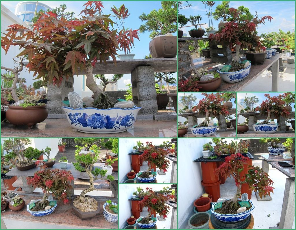 17日本紅楓盆栽小巧一盆(20130609拍攝).jpg 17日本紅楓盆栽小巧一盆(20130609拍攝).jpg