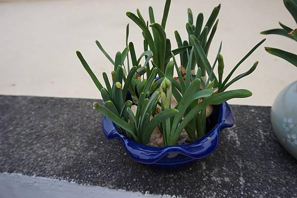 18水仙不開花~還真的像蒜或蔥(裝蒜).JPG