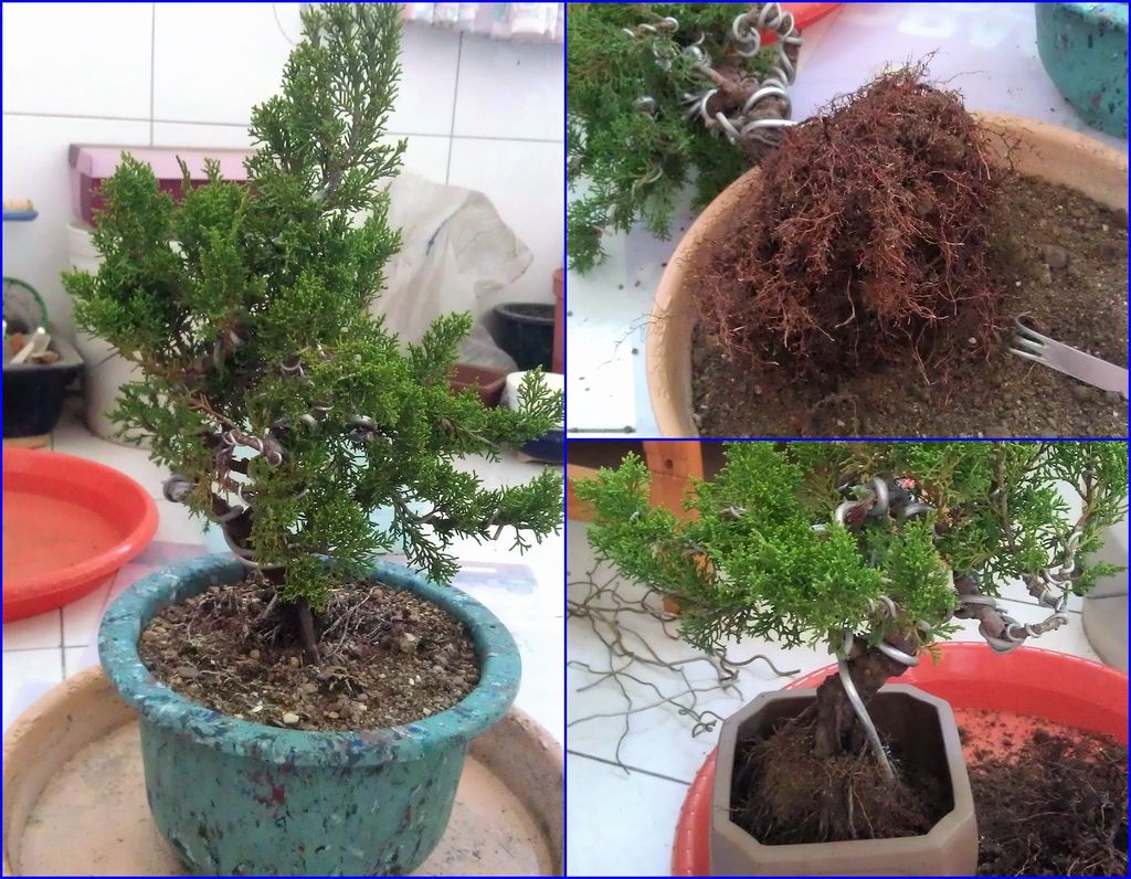 04開始移盆修根及固定.jpg 04開始移盆修根及固定.jpg