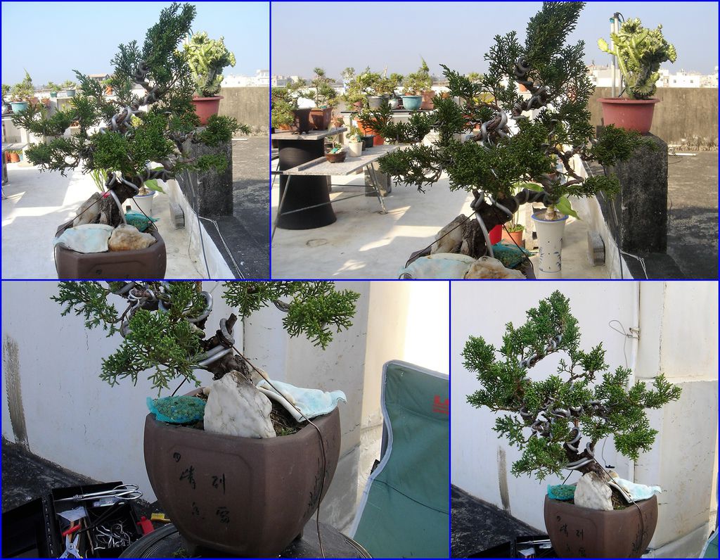 06移盆2個月後的樣子(20130310拍攝).jpg 06移盆2個月後的樣子(20130310拍攝).jpg