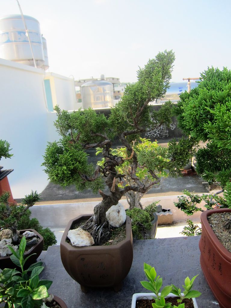 07移盆後經過了8個月再修剪及整理後的模樣(20130810).JPG 07移盆後經過了8個月再修剪及整理後的模樣(20130810).JPG