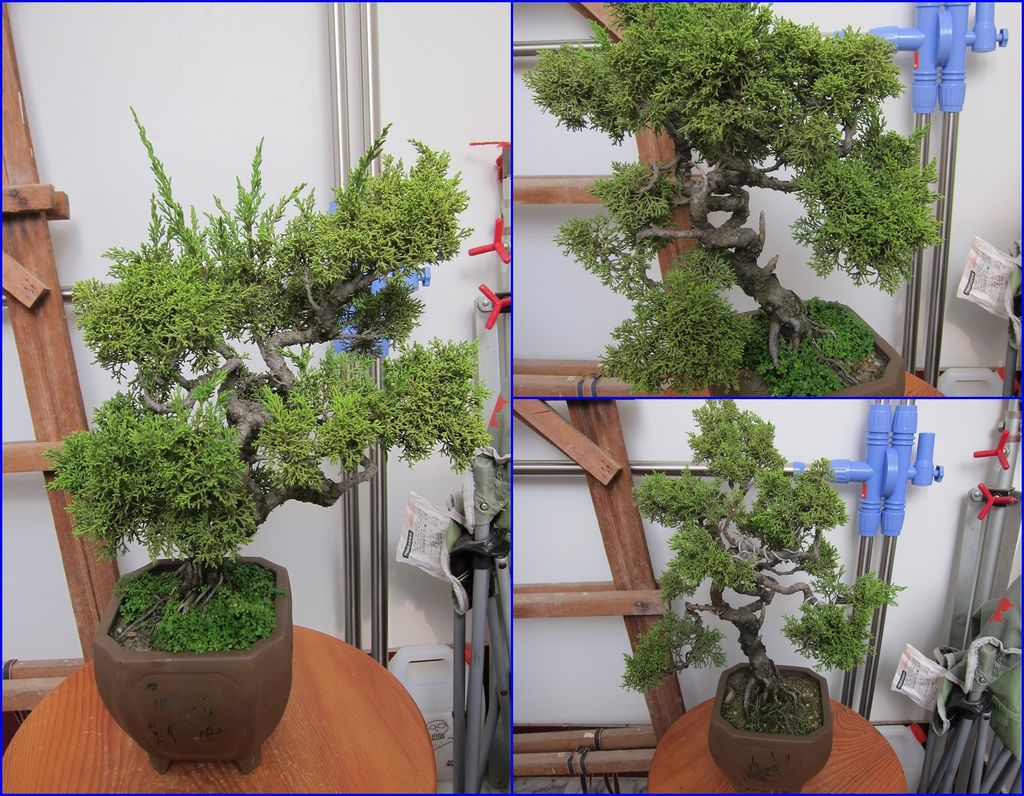 08這盆系魚川真柏在2014年9月份修剪及整枝前後的樣子.jpg 08這盆系魚川真柏在2014年9月份修剪及整枝前後的樣子.jpg