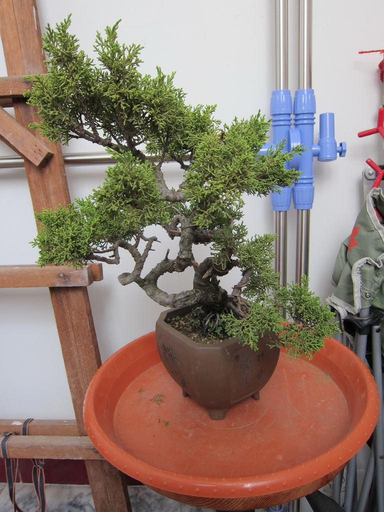 09在2014年10月份在這盆系魚川真柏做了高壓繁植法(20141004拍攝).JPG 09在2014年10月份在這盆系魚川真柏做了高壓繁植法(20141004拍攝).JPG