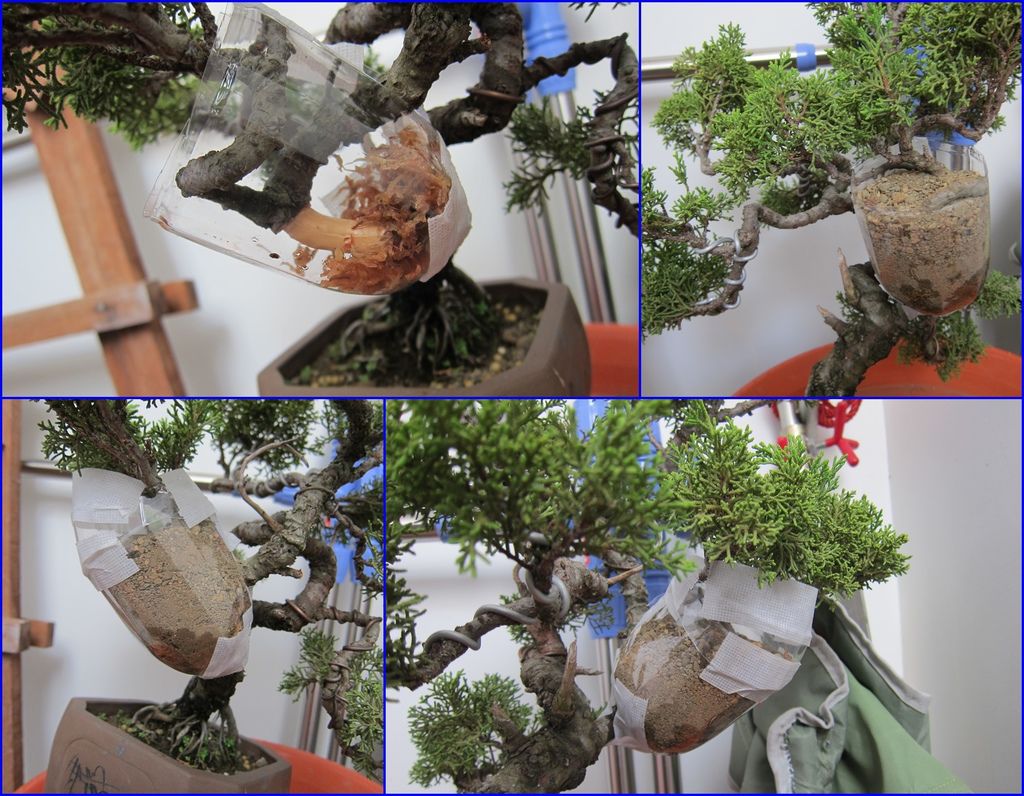 10真柏高壓-剝皮後加入水草及砂土.jpg 10真柏高壓-剝皮後加入水草及砂土.jpg