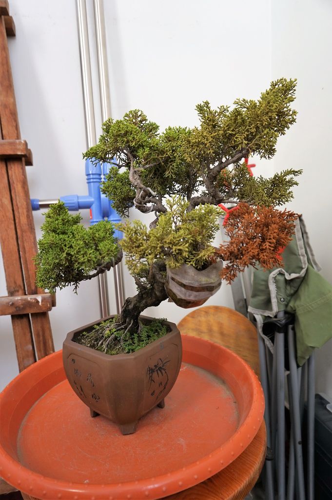 12真柏高壓後的結果-有一小枝已經枯萎,但另一枝乃存活20150530拍攝).JPG 12真柏高壓後的結果-有一小枝已經枯萎,但另一枝乃存活20150530拍攝).JPG