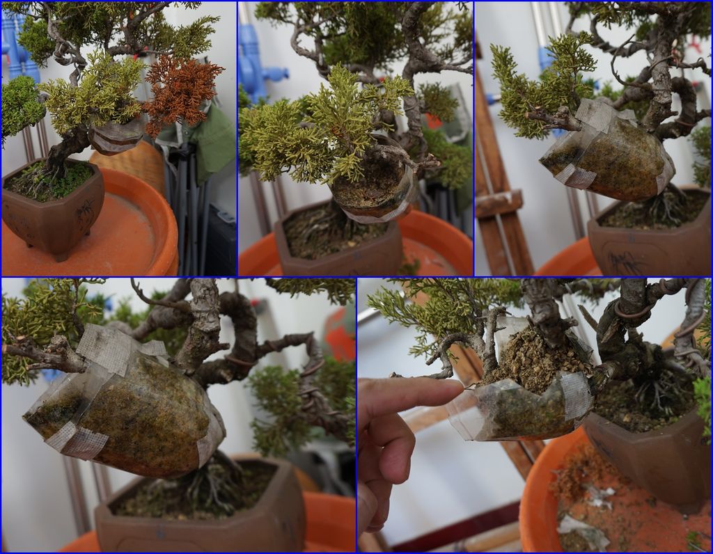 13真柏高壓-準備拆除包覆的地方.jpg 13真柏高壓-準備拆除包覆的地方.jpg