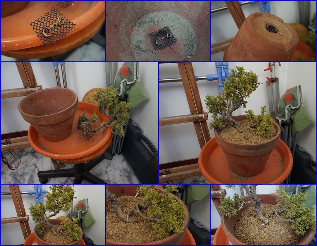 15將剪下來的真柏重新種到盆器中.jpg 15將剪下來的真柏重新種到盆器中.jpg