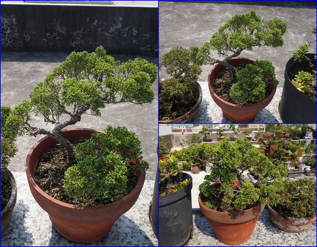 16高壓存活的系魚川真柏經過年半的模樣(20170305拍攝).JPG 16高壓存活的系魚川真柏經過年半的模樣(20170305拍攝).JPG