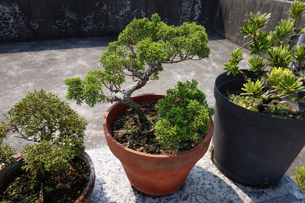 17繁殖成功的系魚川真柏葉子很翠綠(20170305拍攝).JPG 17繁殖成功的系魚川真柏葉子很翠綠(20170305拍攝).JPG