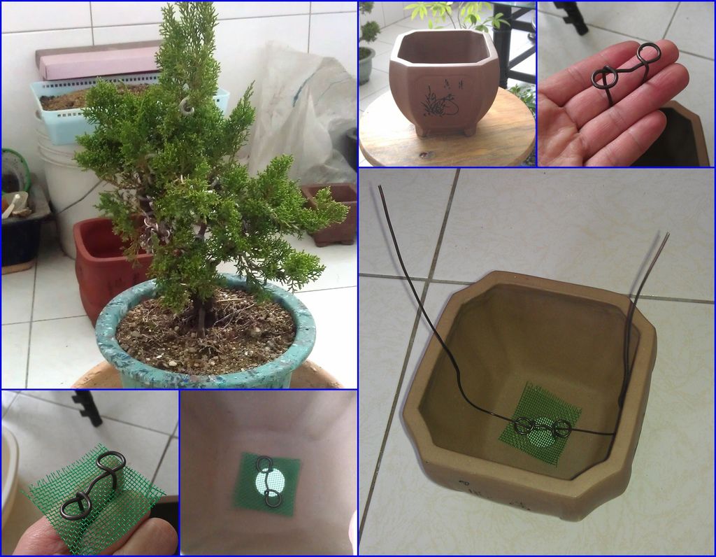 03準備將系魚川真柏移盆第一次移盆(20130120拍攝).jpg 03準備將系魚川真柏移盆第一次移盆(20130120拍攝).jpg