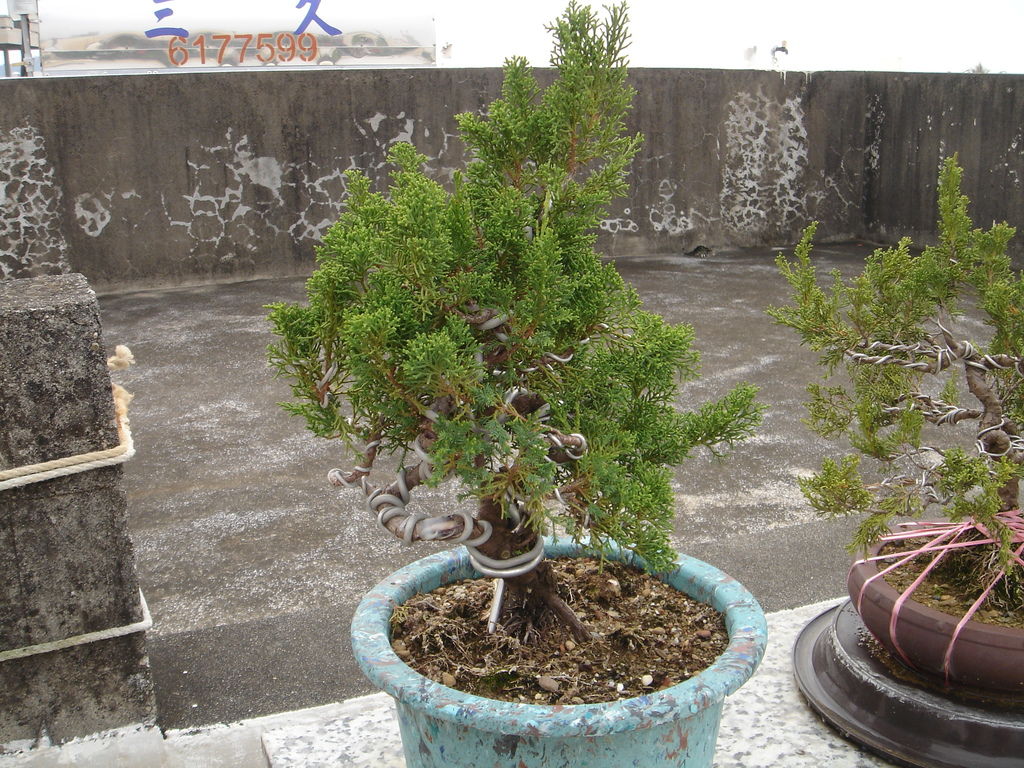 02系魚川真柏剛購入時的模樣(20130113拍攝).JPG 02系魚川真柏剛購入時的模樣(20130113拍攝).JPG