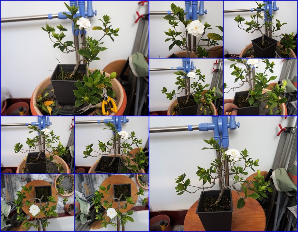 11槴子花手癢繼續矯枝及修剪.jpg 11槴子花手癢繼續矯枝及修剪.jpg