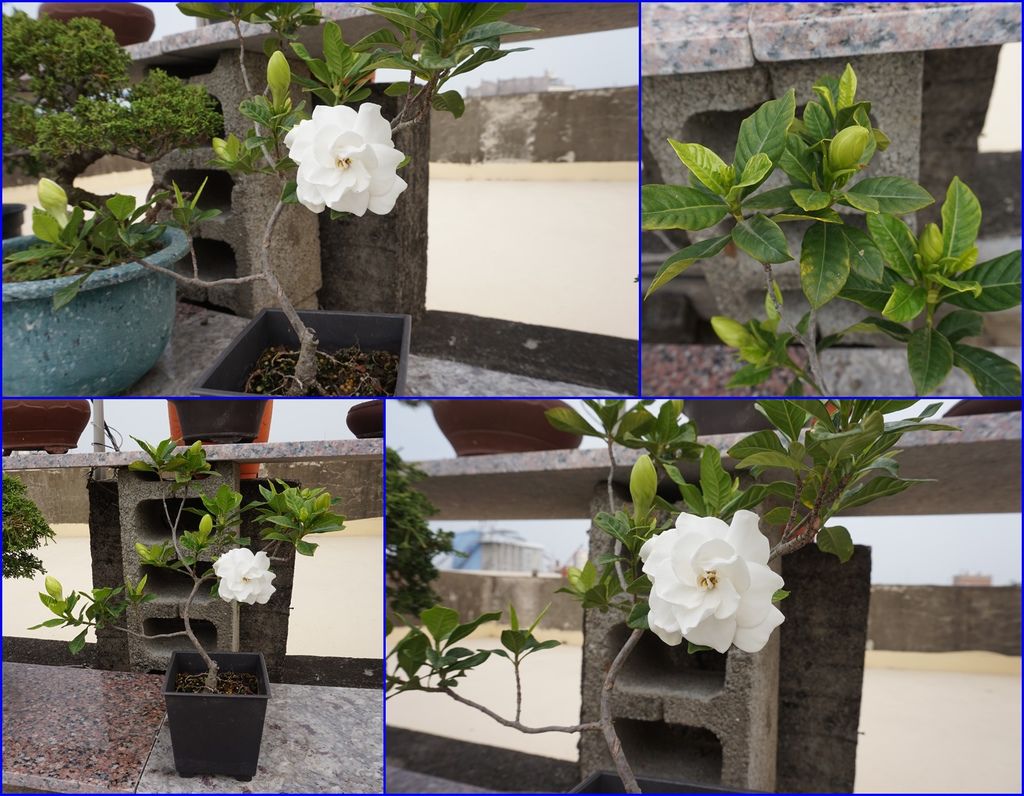 12槴子花期待每個花苞都勝開花朵(20170316拍攝).jpg 12槴子花期待每個花苞都勝開花朵(20170316拍攝).jpg