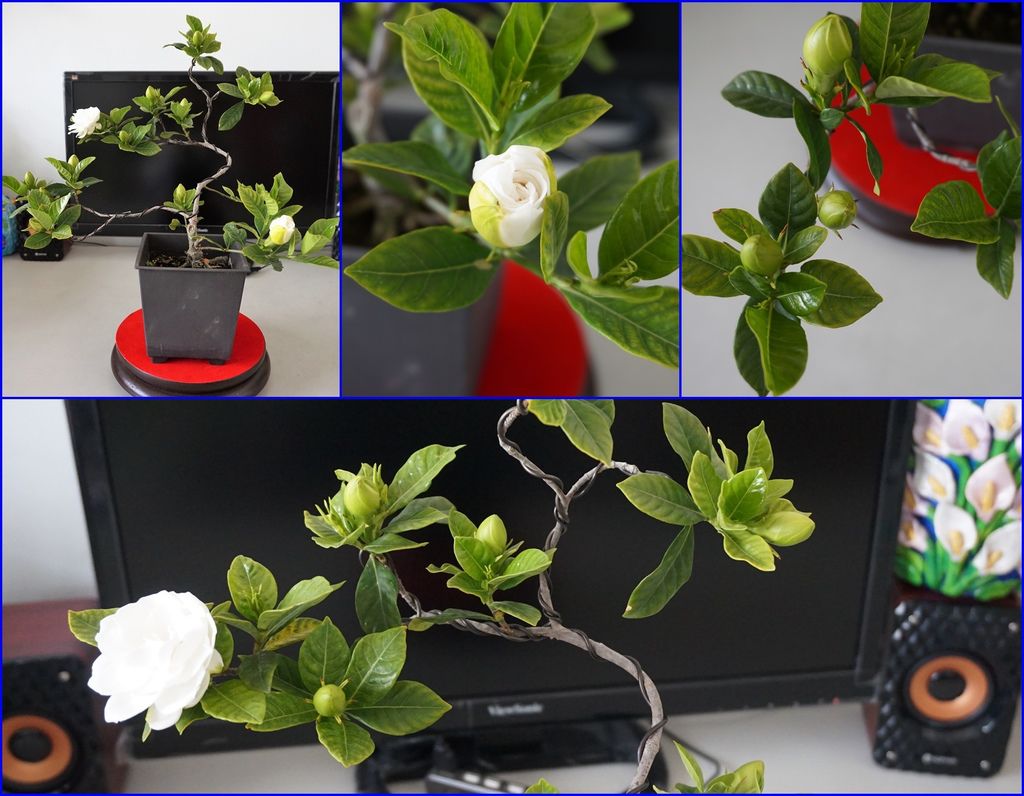 14楄子花盆栽拿到室內拍拍照(20170325拍攝).jpg 14楄子花盆栽拿到室內拍拍照(20170325拍攝).jpg