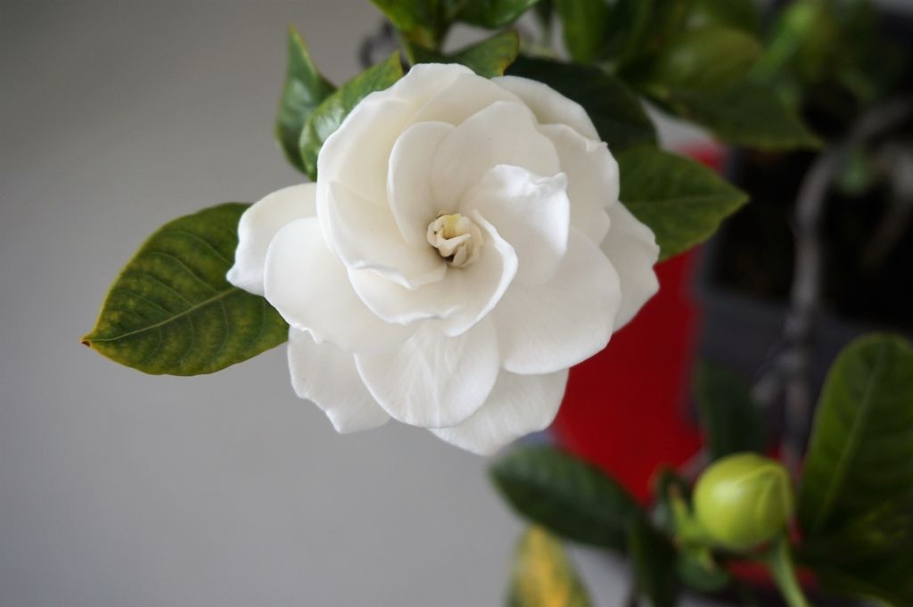 15楄子花花朵盛開散發出優雅清香的味道.JPG 15楄子花花朵盛開散發出優雅清香的味道.JPG