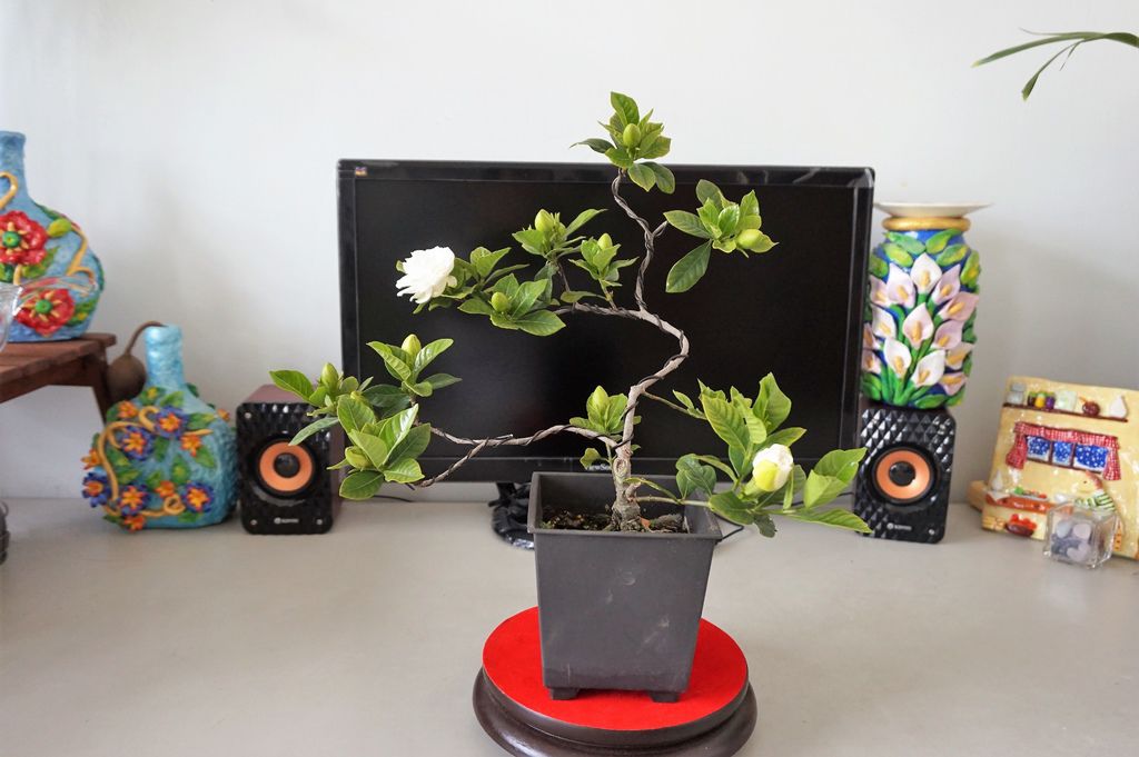 16楄子花小盆栽期待花苞綻放花朵.JPG 16楄子花小盆栽期待花苞綻放花朵.JPG