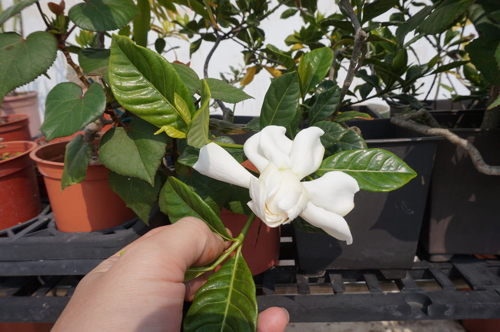 05發現今年第一朵重瓣的槴子花(20170311).JPG 05發現今年第一朵重瓣的槴子花(20170311).JPG