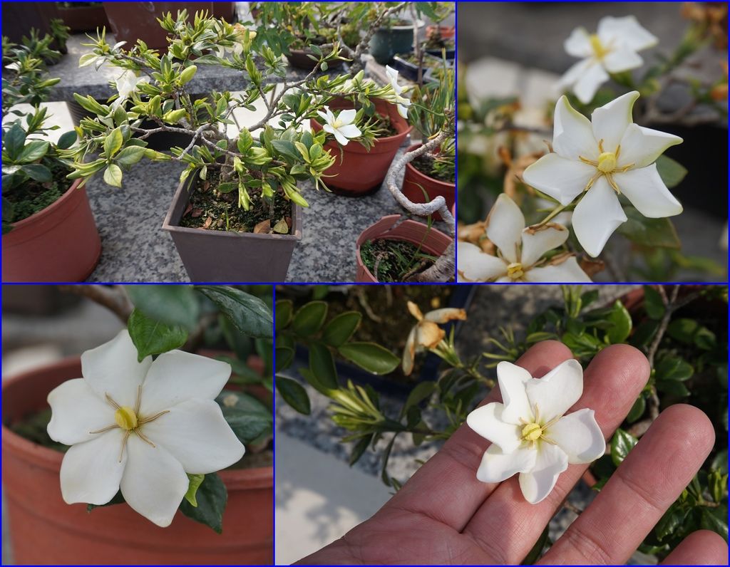 06單瓣的槴子花已經開了不少花朵(20170319拍攝).JPG 06單瓣的槴子花已經開了不少花朵(20170319拍攝).JPG