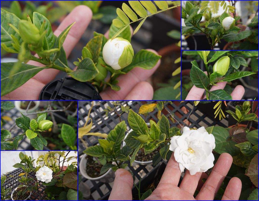 07楄子花重瓣花朵及花苞.jpg 07楄子花重瓣花朵及花苞.jpg