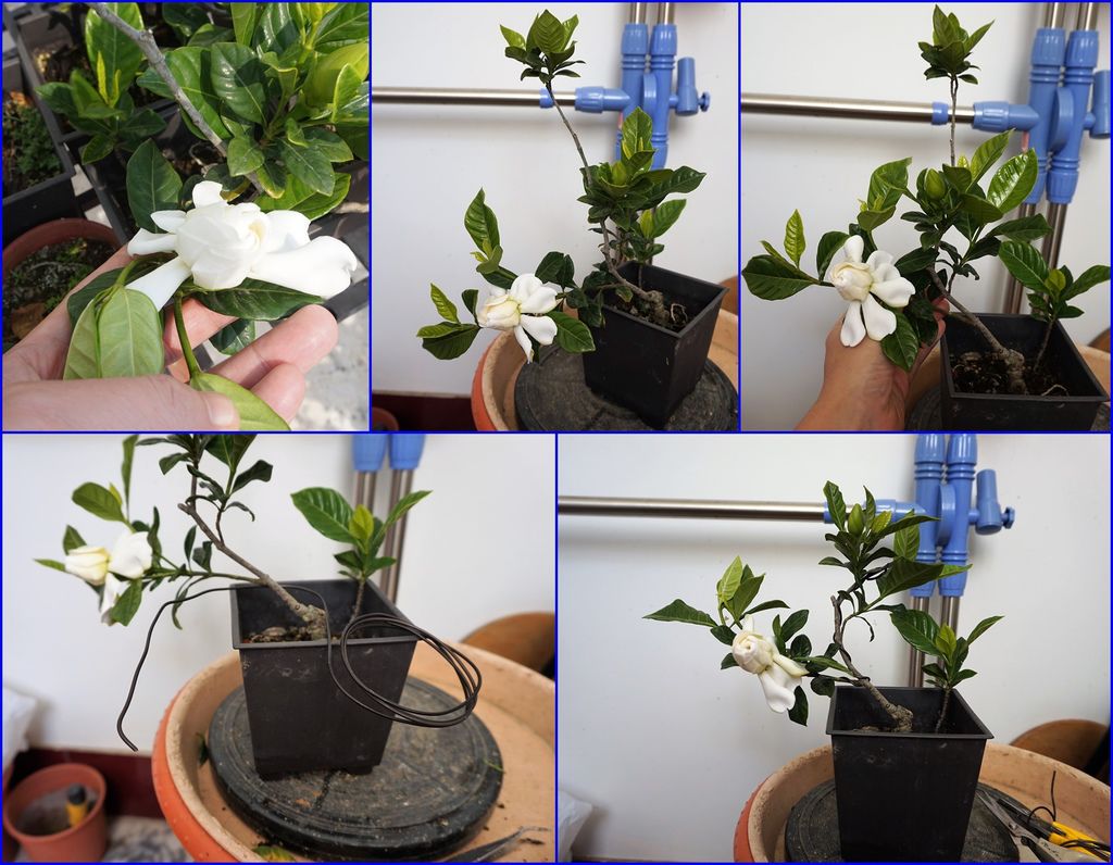 08楄子花拿鋁線矯枝一下讓花朵朝向正面(20170311拍攝).jpg 08楄子花拿鋁線矯枝一下讓花朵朝向正面(20170311拍攝).jpg
