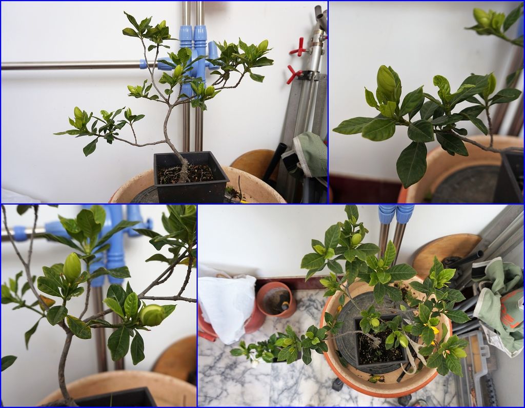 09這盆楄子花已經有型了小修剪(好多花苞).jpg 09這盆楄子花已經有型了小修剪(好多花苞).jpg