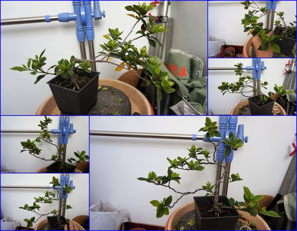 10槴子花用鋁線矯枝前後差很大.jpg 10槴子花用鋁線矯枝前後差很大.jpg