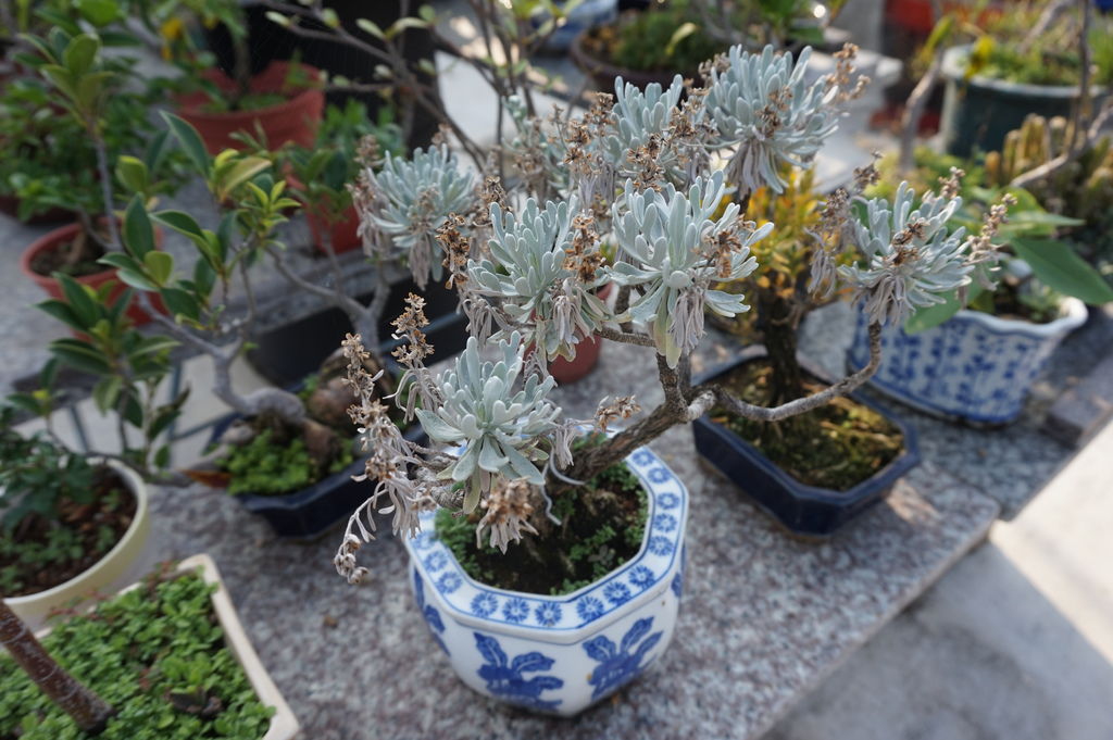 01芙蓉小盆栽開花成熟的樣子(20170416拍攝).JPG 01芙蓉小盆栽開花成熟的樣子(20170416拍攝).JPG