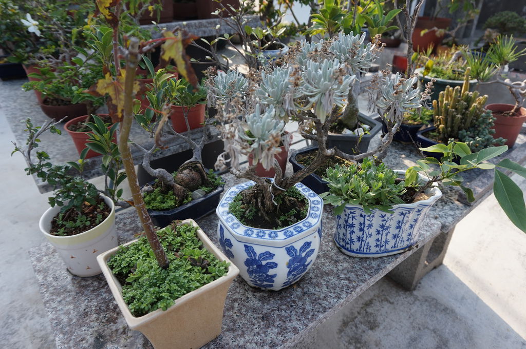 03風吹偷生的芙蓉小苗.JPG 03風吹偷生的芙蓉小苗.JPG